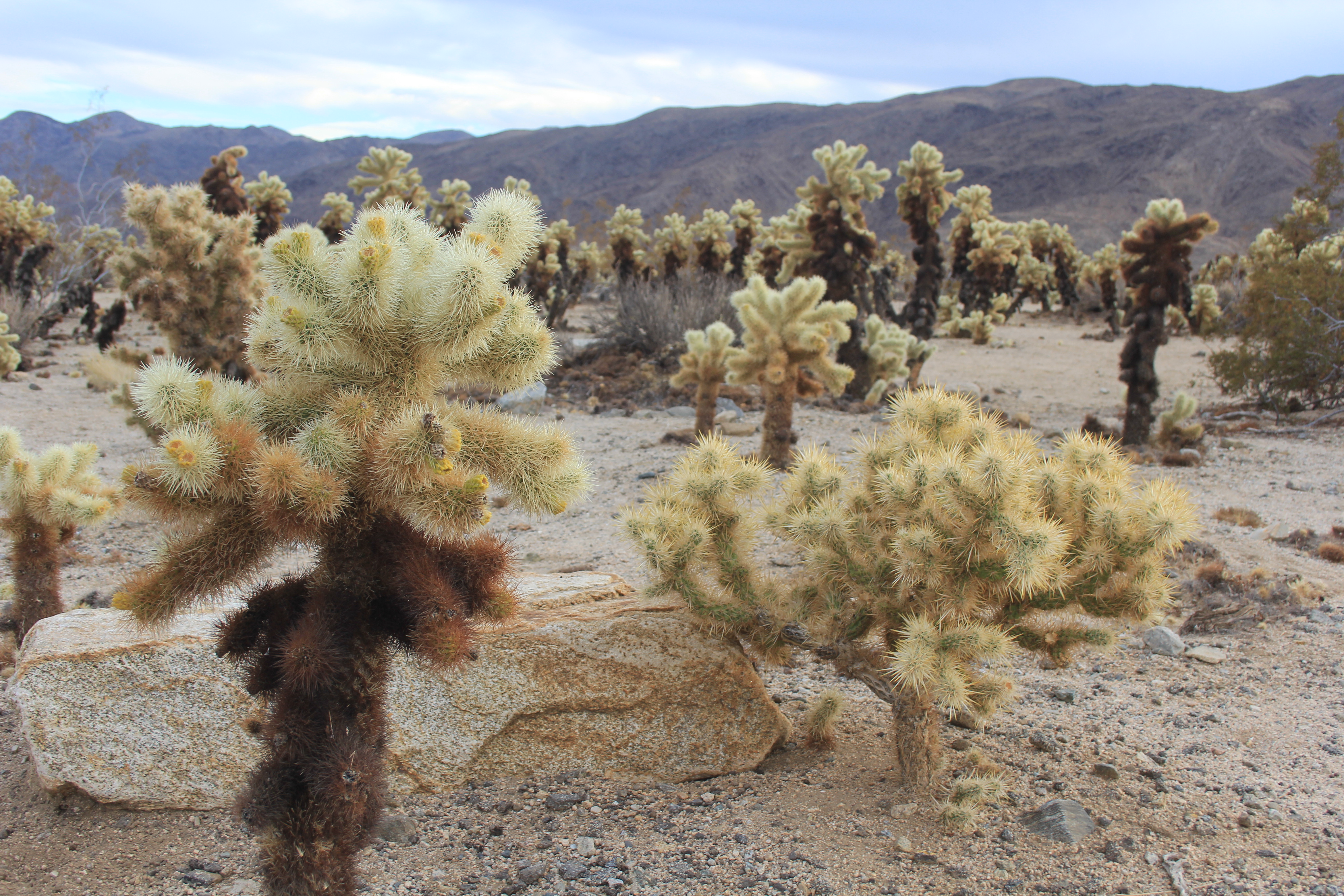 Cholla cactus garden