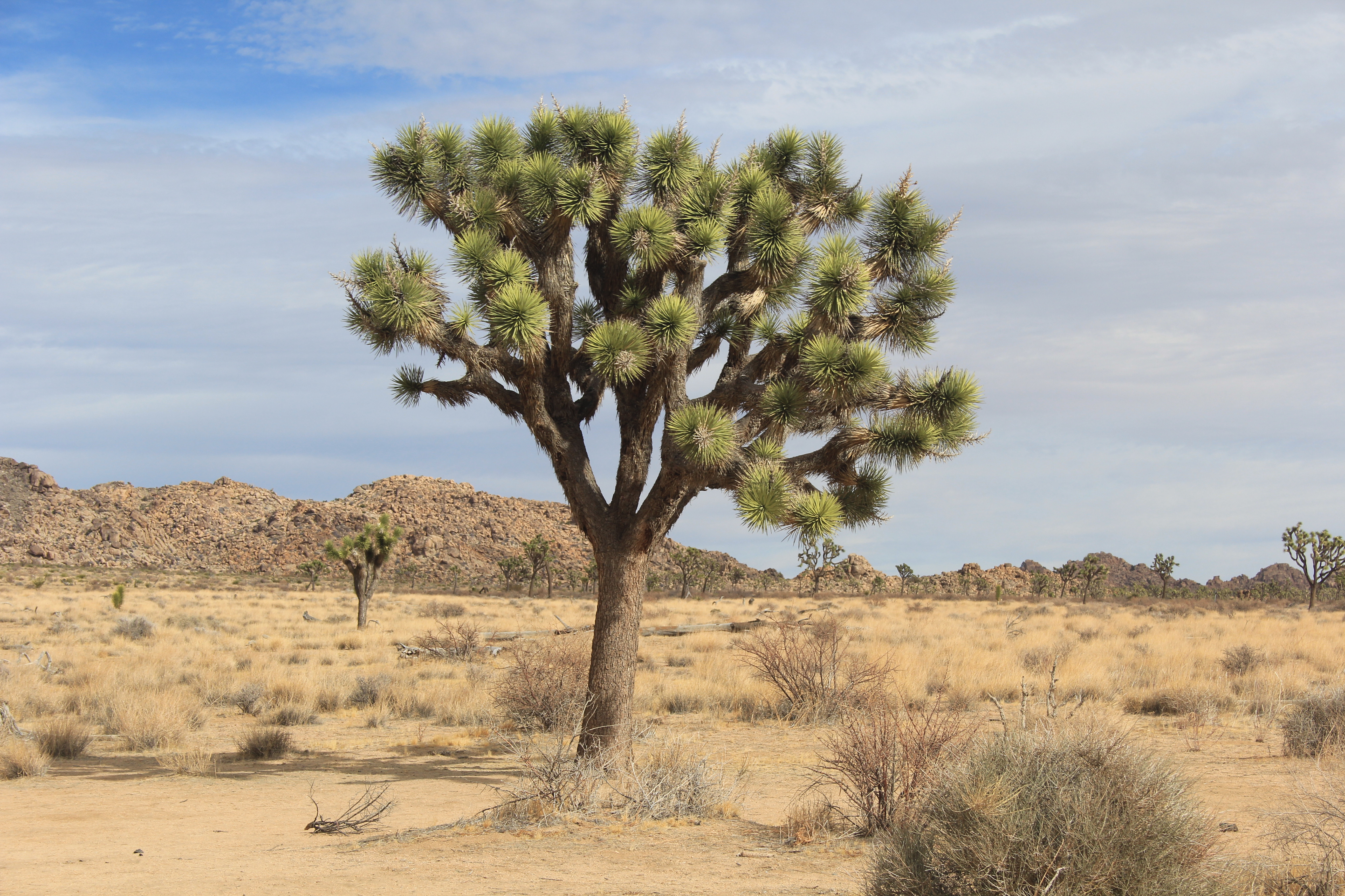 Joshua tree in desert